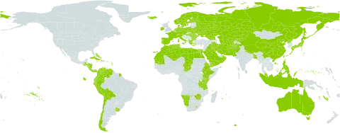 Lolium world distribution map, present in Afghanistan, Åland Islands, Albania, Australia, Austria, Bangladesh, Bulgaria, Bahamas, Belarus, Bermuda, Bolivia (Plurinational State of), Switzerland, Chile, China, Colombia, Costa Rica, Cuba, Cyprus, Czech Republic, Germany, Dominica, Denmark, Algeria, Ecuador, Egypt, Eritrea, Spain, Ethiopia, Finland, Falkland Islands (Malvinas), France, Micronesia (Federated States of), Georgia, Greece, Guatemala, Honduras, Haiti, Hungary, Indonesia, Ireland, Iran (Islamic Republic of), Iraq, Iceland, Italy, Jamaica, Japan, Kazakhstan, Kenya, Kyrgyzstan, Kuwait, Libya, Lesotho, Morocco, Mauritania, Mauritius, Malaysia, Namibia, Norfolk Island, Nicaragua, Netherlands, Norway, Nepal, Oman, Pakistan, Panama, Peru, Philippines, Palau, Poland, Puerto Rico, Korea (Democratic People's Republic of), Portugal, Réunion, Romania, Russian Federation, Saudi Arabia, Singapore, Svalbard and Jan Mayen, Sweden, Turks and Caicos Islands, Chad, Turkmenistan, Tunisia, Taiwan, Province of China, Tanzania, United Republic of, Ukraine, Uruguay, Uzbekistan, Venezuela (Bolivarian Republic of), Yemen, and Zimbabwe