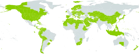 Lolium multiflorum world distribution map, present in Afghanistan, Åland Islands, Albania, Australia, Austria, Bulgaria, Bahamas, Belarus, Bermuda, Bolivia (Plurinational State of), Brazil, Canada, Switzerland, Chile, China, Colombia, Costa Rica, Cuba, Cyprus, Czech Republic, Germany, Dominica, Denmark, Algeria, Ecuador, Egypt, Eritrea, Spain, Ethiopia, Finland, Falkland Islands (Malvinas), France, Micronesia (Federated States of), Georgia, Greece, Guatemala, Haiti, Hungary, Indonesia, Ireland, Iran (Islamic Republic of), Iraq, Italy, Jamaica, Japan, Kazakhstan, Kyrgyzstan, Libya, Morocco, Mauritania, Malaysia, Nicaragua, Netherlands, Norway, New Zealand, Pakistan, Panama, Peru, Philippines, Palau, Poland, Puerto Rico, Korea (Democratic People's Republic of), Portugal, Romania, Saudi Arabia, Singapore, Sweden, Turks and Caicos Islands, Chad, Tunisia, Taiwan, Province of China, Ukraine, Uruguay, United States of America, Uzbekistan, Venezuela (Bolivarian Republic of), Yemen, South Africa, and Zimbabwe