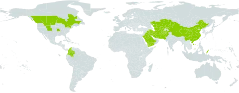 Lolium persicum world distribution map, present in Afghanistan, Canada, China, Colombia, Iran (Islamic Republic of), Iraq, Kazakhstan, Kyrgyzstan, Pakistan, Palau, Saudi Arabia, Turks and Caicos Islands, Turkmenistan, United States of America, Uzbekistan, and Yemen