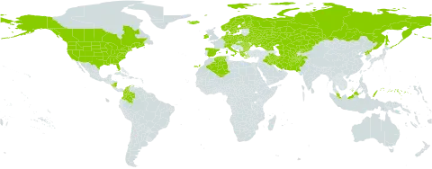 Lolium pratense world distribution map, present in Afghanistan, Åland Islands, Albania, Austria, Bulgaria, Belarus, Canada, Switzerland, Colombia, Czech Republic, Germany, Denmark, Algeria, Spain, Finland, Falkland Islands (Malvinas), France, Micronesia (Federated States of), Georgia, Greece, Hungary, Ireland, Iran (Islamic Republic of), Iraq, Iceland, Italy, Kazakhstan, Kyrgyzstan, Malaysia, Nicaragua, Netherlands, Norway, Pakistan, Palau, Poland, Korea (Democratic People's Republic of), Romania, Russian Federation, Svalbard and Jan Mayen, Sweden, Turks and Caicos Islands, Turkmenistan, Ukraine, United States of America, and Uzbekistan