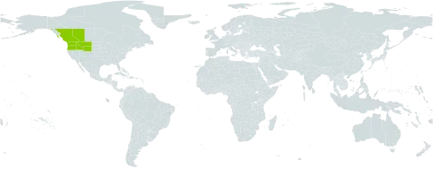 Lomatium simplex var. leptophyllum world distribution map, present in Canada and United States of America