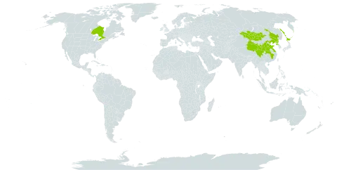 Lonicera chrysantha world distribution map, present in Canada, China, Japan, Mongolia, Korea (Democratic People's Republic of), and Russian Federation