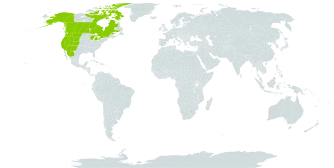 Lonicera involucrata world distribution map, present in Canada, Mexico, and United States of America
