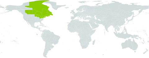 Lonicera villosa world distribution map, present in Canada, France, Saint Pierre and Miquelon, and United States of America