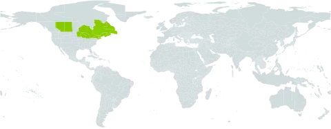Lonicera villosa var. solonis world distribution map, present in Canada and United States of America