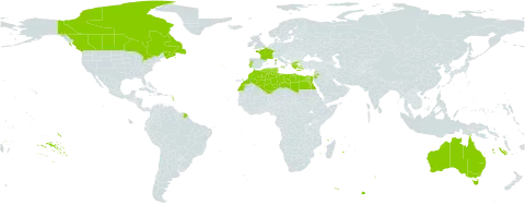 Lotus creticus world distribution map, present in Australia, Canada, Algeria, Egypt, France, Greece, Italy, Jordan, Lebanon, Libya, Morocco, Malta, Portugal, and Tunisia
