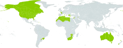 Lotus hispidus world distribution map, present in Argentina, Australia, Brazil, Canada, Algeria, Spain, France, Greece, Iran (Islamic Republic of), Italy, Jordan, Libya, Morocco, New Zealand, Portugal, Tunisia, United States of America, South Africa, and Zimbabwe
