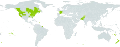 Lunaria annua world distribution map, present in Canada, France, New Zealand, Pakistan, and United States of America