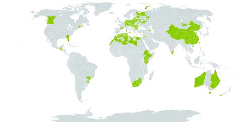 Lupinus angustifolius world distribution map, present in Australia, Austria, Azerbaijan, Bulgaria, Belarus, Brazil, Canada, Switzerland, China, Cyprus, Czech Republic, Germany, Algeria, Egypt, Estonia, Ethiopia, France, Greece, Guatemala, Hungary, India, Italy, Jamaica, Jordan, Kenya, Lebanon, Libya, Lithuania, Latvia, Morocco, Moldova (Republic of), Mongolia, New Zealand, Poland, Portugal, Romania, Russian Federation, Slovakia, Tunisia, Taiwan, Province of China, Ukraine, United States of America, and South Africa