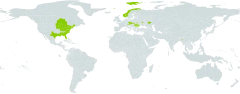 Lupinus perennis world distribution map, present in Austria, Canada, Czech Republic, France, India, Mauritius, Norway, Romania, Russian Federation, Slovakia, Ukraine, and United States of America