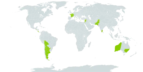 Lupinus pilosus world distribution map, present in Argentina, Australia, Bolivia (Plurinational State of), Costa Rica, France, Greece, India, Israel, Jordan, Lebanon, Nepal, Pakistan, Russian Federation, El Salvador, and Syrian Arab Republic