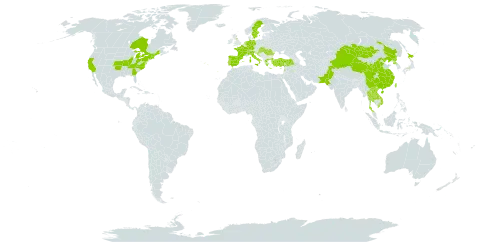 Lycium chinense world distribution map, present in Canada, Switzerland, China, Germany, Spain, France, United Kingdom of Great Britain and Northern Ireland, Greece, Croatia, Hungary, Italy, Japan, Lao People's Democratic Republic, Lebanon, Mongolia, Netherlands, Nepal, Pakistan, Korea (Democratic People's Republic of), Portugal, Romania, Slovakia, Sweden, Thailand, Turkey, Taiwan, Province of China, United States of America, and Viet Nam