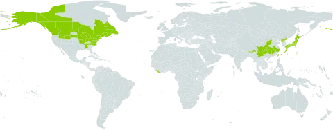 Lycopodium dendroideum world distribution map, present in Bhutan, Canada, China, France, India, Japan, Liberia, Korea (Democratic People's Republic of), Saint Pierre and Miquelon, Taiwan, Province of China, and United States of America