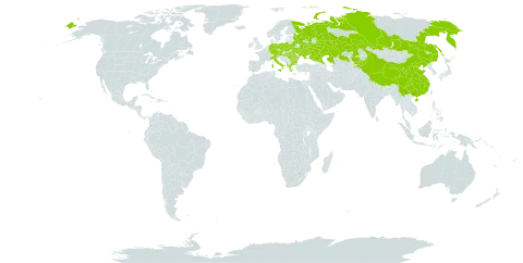 Lycopus exaltatus world distribution map, present in Albania, Austria, Bulgaria, Belarus, China, Czech Republic, Germany, Greece, Hungary, Italy, Kazakhstan, Kyrgyzstan, Poland, Romania, Russian Federation, and Ukraine