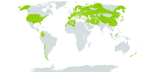 Lycopus world distribution map, present in Afghanistan, Åland Islands, Albania, Austria, Bulgaria, Belarus, Switzerland, Chile, China, Colombia, Czech Republic, Germany, Denmark, Algeria, Spain, Finland, France, Micronesia (Federated States of), Georgia, Greece, Hungary, Ireland, Iran (Islamic Republic of), Iraq, Italy, Japan, Kazakhstan, Kyrgyzstan, Morocco, Malaysia, Nicaragua, Netherlands, Norway, New Zealand, Pakistan, Palau, Poland, Korea (Democratic People's Republic of), Portugal, Romania, Russian Federation, Sweden, Turks and Caicos Islands, Turkmenistan, Tunisia, Taiwan, Province of China, Ukraine, United States of America, and Uzbekistan