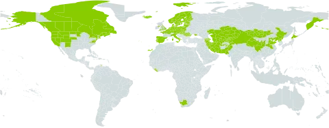 Lysimachia maritima world distribution map, present in Afghanistan, Armenia, Austria, Azerbaijan, Belgium, Canada, China, Czech Republic, Germany, Denmark, Spain, Estonia, Finland, France, United Kingdom of Great Britain and Northern Ireland, Hungary, Iran (Islamic Republic of), Iceland, Italy, Japan, Kazakhstan, Kyrgyzstan, Liberia, Lithuania, Latvia, Mongolia, Netherlands, Norway, Pakistan, Poland, Korea (Democratic People's Republic of), Portugal, Romania, Russian Federation, Saint Pierre and Miquelon, Slovakia, Sweden, Tajikistan, Turkmenistan, Ukraine, United States of America, Uzbekistan, and South Africa