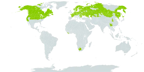 Lysimachia thyrsiflora world distribution map, present in Austria, Belgium, Bulgaria, Belarus, Canada, Switzerland, China, Czech Republic, Germany, Denmark, Estonia, Finland, France, United Kingdom of Great Britain and Northern Ireland, Japan, Kazakhstan, Liberia, Liechtenstein, Lithuania, Latvia, Mongolia, Netherlands, Norway, Poland, Korea (Democratic People's Republic of), Romania, Russian Federation, Slovakia, Slovenia, Sweden, Ukraine, United States of America, and South Africa