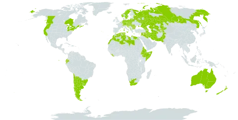 Lythrum hyssopifolia world distribution map, present in Anguilla, Albania, Argentina, Armenia, Australia, Austria, Azerbaijan, Belgium, Bulgaria, Bosnia and Herzegovina, Belarus, Brazil, Canada, Switzerland, Chile, Cyprus, Czech Republic, Germany, Algeria, Ecuador, Egypt, Eritrea, Spain, Ethiopia, France, United Kingdom of Great Britain and Northern Ireland, Georgia, Greece, Croatia, Hungary, Iran (Islamic Republic of), Iraq, Israel, Italy, Kazakhstan, Kyrgyzstan, Lebanon, Liberia, Libya, Lithuania, Luxembourg, Morocco, North Macedonia, Malta, Montenegro, Norway, New Zealand, Pakistan, Poland, Portugal, Romania, Russian Federation, Saudi Arabia, Somalia, Serbia, Slovakia, Slovenia, Sweden, Syrian Arab Republic, Chad, Tajikistan, Turkmenistan, Tunisia, Ukraine, Uruguay, United States of America, Uzbekistan, and South Africa