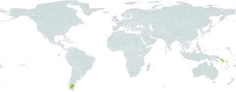 Mackinlaya celebica world distribution map, present in Argentina, Indonesia, Philippines, Papua New Guinea, and Solomon Islands