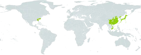 Maclura tricuspidata world distribution map, present in China, Japan, Korea (Democratic People's Republic of), United States of America, and Viet Nam