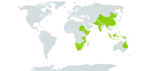 Macrotyloma uniflorum world distribution map, present in Angola, Australia, Bhutan, Botswana, China, Ethiopia, Indonesia, India, Kenya, Sri Lanka, Myanmar, Mozambique, Namibia, Nepal, Pakistan, Philippines, Rwanda, Sudan, Somalia, Taiwan, Province of China, Tanzania, United Republic of, Uganda, South Africa, and Zimbabwe