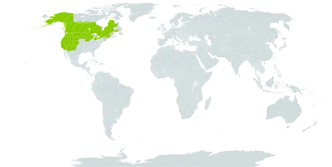Madia glomerata world distribution map, present in Canada and United States of America