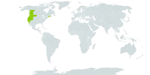 Madia gracilis world distribution map, present in Canada, Mexico, and United States of America