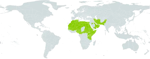 Maerua crassifolia world distribution map, present in United Arab Emirates, Burkina Faso, Bahrain, Central African Republic, Cameroon, Djibouti, Algeria, Egypt, Eritrea, Ethiopia, Iran (Islamic Republic of), Israel, Kenya, Libya, Sri Lanka, Morocco, Mali, Mauritania, Niger, Nigeria, Oman, Pakistan, Saudi Arabia, Sudan, Senegal, Somalia, South Sudan, Chad, Tanzania, United Republic of, Uganda, and Yemen