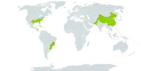 Magnolia grandiflora world distribution map, present in Åland Islands, Brazil, China, Cuba, Dominica, Georgia, Nicaragua, Pakistan, Puerto Rico, and United States of America