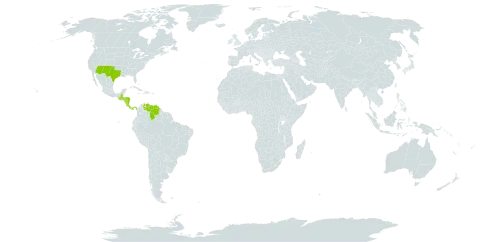 Malaxis macrostachya world distribution map, present in Costa Rica, Guatemala, Honduras, Nicaragua, Panama, United States of America, and Venezuela (Bolivarian Republic of)
