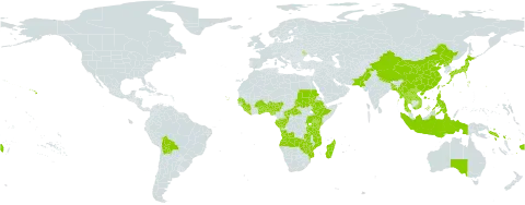 Mallotus world distribution map, present in Angola, Andorra, Australia, Benin, Burkina Faso, Bangladesh, Bolivia (Plurinational State of), Central African Republic, China, Congo, Cabo Verde, Ethiopia, Fiji, Gabon, Ghana, Guinea, Gambia, Indonesia, Japan, Kenya, Lao People's Democratic Republic, Liberia, Moldova (Republic of), Madagascar, Myanmar, Mozambique, Nigeria, Nepal, Pakistan, Philippines, Korea (Democratic People's Republic of), Sudan, Senegal, Solomon Islands, Sierra Leone, Togo, Thailand, Taiwan, Province of China, Tanzania, United Republic of, Uganda, United States of America, Viet Nam, Zambia, and Zimbabwe