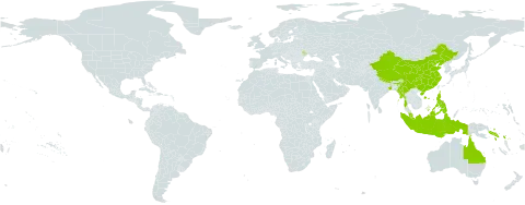 Mallotus mollissimus world distribution map, present in Australia, China, Indonesia, India, Moldova (Republic of), Myanmar, Malaysia, Nepal, Philippines, and Solomon Islands