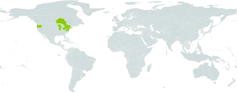 Malus toringo world distribution map, present in Canada and United States of America