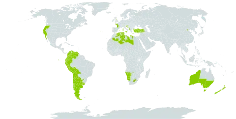 Malva arborea world distribution map, present in Albania, Argentina, Australia, Bolivia (Plurinational State of), Chile, China, Colombia, Algeria, Ecuador, Spain, France, United Kingdom of Great Britain and Northern Ireland, Gibraltar, Greece, Croatia, Italy, Libya, Mexico, Malta, Montenegro, Namibia, New Zealand, Peru, Portugal, Tunisia, Turkey, Uruguay, United States of America, Venezuela (Bolivarian Republic of), and South Africa