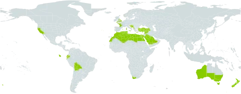 Malva multiflora world distribution map, present in Albania, Australia, Bosnia and Herzegovina, Bolivia (Plurinational State of), Cabo Verde, Cyprus, Algeria, Ecuador, Egypt, Spain, France, United Kingdom of Great Britain and Northern Ireland, Gibraltar, Greece, Croatia, Israel, Italy, Lebanon, Libya, Morocco, Malta, Montenegro, New Zealand, Portugal, Saudi Arabia, Syrian Arab Republic, Tunisia, Turkey, United States of America, and South Africa