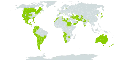 Malva parviflora world distribution map, present in Afghanistan, Angola, Anguilla, Albania, Andorra, United Arab Emirates, Argentina, Armenia, Australia, Azerbaijan, Bangladesh, Bahrain, Bosnia and Herzegovina, Bolivia (Plurinational State of), Brazil, Bhutan, Canada, Chile, Colombia, Cabo Verde, Costa Rica, Cuba, Cyprus, Ecuador, Egypt, Spain, Estonia, France, United Kingdom of Great Britain and Northern Ireland, Georgia, Gibraltar, Greece, Guatemala, Honduras, Croatia, India, Iran (Islamic Republic of), Iraq, Israel, Italy, Japan, Lebanon, Libya, Sri Lanka, Lesotho, Morocco, Mexico, Malta, Namibia, Nepal, New Zealand, Oman, Pakistan, Peru, Korea (Democratic People's Republic of), Portugal, Paraguay, Qatar, Réunion, Saudi Arabia, Sudan, Saint Helena, Ascension and Tristan da Cunha, El Salvador, Syrian Arab Republic, Tajikistan, Turkmenistan, Tunisia, Uruguay, United States of America, Venezuela (Bolivarian Republic of), Yemen, South Africa, and Zimbabwe