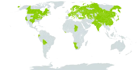 Malva pusilla world distribution map, present in Armenia, Austria, Azerbaijan, Belgium, Bulgaria, Bosnia and Herzegovina, Belarus, Bolivia (Plurinational State of), Canada, China, Czech Republic, Germany, Denmark, Ecuador, Spain, Estonia, Finland, France, United Kingdom of Great Britain and Northern Ireland, Georgia, Croatia, Hungary, India, Italy, Japan, Kazakhstan, Kyrgyzstan, Liberia, Lesotho, Lithuania, Latvia, North Macedonia, Montenegro, Mongolia, Namibia, Netherlands, Norway, Pakistan, Poland, Korea (Democratic People's Republic of), Portugal, Romania, Russian Federation, Serbia, Slovakia, Slovenia, Sweden, Chad, Tajikistan, Turkmenistan, Turkey, Ukraine, United States of America, Uzbekistan, and South Africa