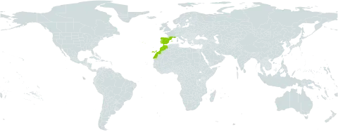 Malva tournefortiana world distribution map, present in Spain, France, Morocco, and Portugal