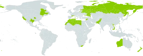 Malva trimestris world distribution map, present in Australia, Belarus, Canada, China, Algeria, Spain, Estonia, France, Gibraltar, Israel, Italy, Lebanon, Libya, Morocco, Malta, New Zealand, Pakistan, Portugal, Russian Federation, Syrian Arab Republic, Tunisia, Taiwan, Province of China, Ukraine, United States of America, Viet Nam, and South Africa