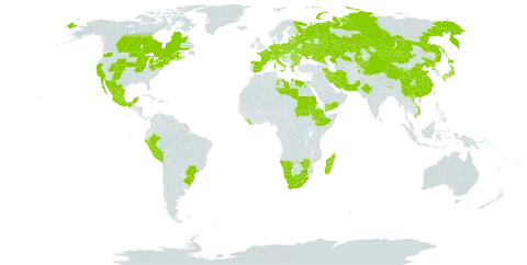 Malva verticillata world distribution map, present in Afghanistan, Austria, Bulgaria, Belarus, Brazil, Bhutan, Canada, Switzerland, China, Czech Republic, Germany, Egypt, Spain, Estonia, Ethiopia, France, United Kingdom of Great Britain and Northern Ireland, Greece, Croatia, India, Iran (Islamic Republic of), Italy, Japan, Kazakhstan, Kyrgyzstan, Liberia, Libya, Liechtenstein, Lesotho, Lithuania, Latvia, Madagascar, Mexico, Mongolia, Namibia, Netherlands, Nepal, Pakistan, Peru, Poland, Puerto Rico, Korea (Democratic People's Republic of), Romania, Russian Federation, Saudi Arabia, Sudan, Slovakia, Ukraine, United States of America, Viet Nam, Yemen, South Africa, and Zimbabwe