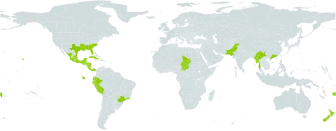 Malvaviscus arboreus world distribution map, present in Belize, Brazil, China, Costa Rica, Cuba, Ecuador, Fiji, Guatemala, Guam, Honduras, Jamaica, Mexico, Myanmar, Nicaragua, Niue, New Zealand, Pakistan, Panama, Peru, Chad, and United States of America