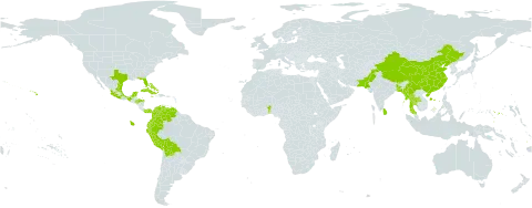 Malvaviscus penduliflorus world distribution map, present in Benin, Bangladesh, Bahamas, Bolivia (Plurinational State of), Bhutan, China, Colombia, Cuba, Cayman Islands, Ecuador, Fiji, Micronesia (Federated States of), Guadeloupe, Honduras, Jamaica, Saint Lucia, Sri Lanka, Mexico, Myanmar, Pakistan, Panama, Peru, Puerto Rico, Thailand, Trinidad and Tobago, United States of America, and Venezuela (Bolivarian Republic of)