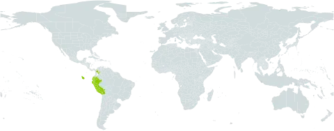 Mandevilla callista world distribution map, present in Bolivia (Plurinational State of), Colombia, Ecuador, and Peru