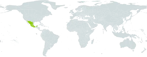Mandevilla foliosa world distribution map, present in Mexico