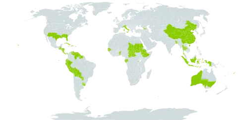 Manihot world distribution map, present in Aruba, Åland Islands, Andorra, Australia, Benin, Bangladesh, Bahamas, Belize, Bermuda, Bolivia (Plurinational State of), Central African Republic, China, Cook Islands, Costa Rica, Cuba, Dominica, Ecuador, Ethiopia, Fiji, Gabon, Georgia, Gambia, Guinea-Bissau, Guatemala, Guyana, Honduras, Haiti, Indonesia, Italy, Jamaica, Nicaragua, Nauru, Panama, Peru, Puerto Rico, Paraguay, Rwanda, Sudan, Senegal, Suriname, Chad, Togo, Thailand, Tonga, Uruguay, United States of America, Venezuela (Bolivarian Republic of), Wallis and Futuna, and Samoa