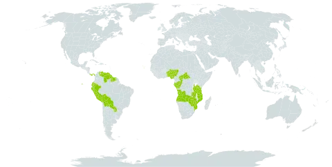 Maprounea world distribution map, present in Angola, Benin, Bolivia (Plurinational State of), Central African Republic, Congo, Cabo Verde, Ecuador, Gabon, Guyana, Mozambique, Nigeria, Panama, Peru, Paraguay, Suriname, Tanzania, United Republic of, Venezuela (Bolivarian Republic of), Zambia, and Zimbabwe