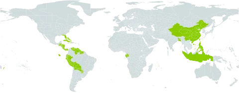 Maranta world distribution map, present in Bangladesh, Bahamas, Belize, Bermuda, Bolivia (Plurinational State of), China, Cook Islands, Costa Rica, Cuba, Dominica, Ecuador, Gabon, Guatemala, Guyana, Honduras, Haiti, Indonesia, Jamaica, Mauritius, Nicaragua, Panama, Peru, Philippines, Puerto Rico, Paraguay, Réunion, Suriname, Tonga, Taiwan, Province of China, United States of America, Venezuela (Bolivarian Republic of), and Samoa