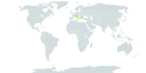 Marrubium incanum world distribution map, present in Albania, Bulgaria, and Italy