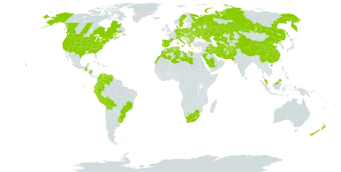 Marrubium vulgare world distribution map, present in Afghanistan, Åland Islands, Albania, Austria, Bulgaria, Belarus, Bolivia (Plurinational State of), Brazil, Canada, Switzerland, China, Colombia, Cyprus, Czech Republic, Germany, Denmark, Algeria, Ecuador, Spain, France, Micronesia (Federated States of), Georgia, Greece, Guatemala, Hungary, Ireland, Iran (Islamic Republic of), Iraq, Italy, Kazakhstan, Libya, Morocco, Malaysia, Norfolk Island, Nicaragua, Netherlands, Nepal, New Zealand, Pakistan, Peru, Palau, Poland, Portugal, Romania, Russian Federation, Saudi Arabia, Singapore, Sweden, Turks and Caicos Islands, Turkmenistan, Tunisia, Ukraine, Uruguay, United States of America, Uzbekistan, Venezuela (Bolivarian Republic of), and South Africa