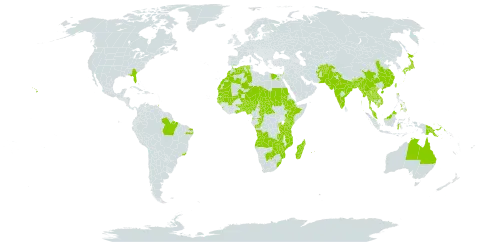 Marsilea minuta world distribution map, present in Afghanistan, Angola, Australia, Burundi, Benin, Burkina Faso, Bangladesh, Brazil, Bhutan, Botswana, Central African Republic, China, Congo, Comoros, Algeria, Egypt, Ethiopia, Ghana, Gambia, Guinea-Bissau, Equatorial Guinea, Indonesia, India, Israel, Japan, Kenya, Cambodia, Lao People's Democratic Republic, Sri Lanka, Morocco, Madagascar, Mali, Myanmar, Mozambique, Mauritania, Mauritius, Malawi, Malaysia, Mayotte, Niger, Nigeria, Nepal, Pakistan, Philippines, Papua New Guinea, Palestine, State of, Réunion, Rwanda, Sudan, Senegal, eSwatini, Chad, Togo, Thailand, Trinidad and Tobago, Taiwan, Province of China, Tanzania, United Republic of, Uganda, United States of America, Viet Nam, South Africa, Zambia, and Zimbabwe